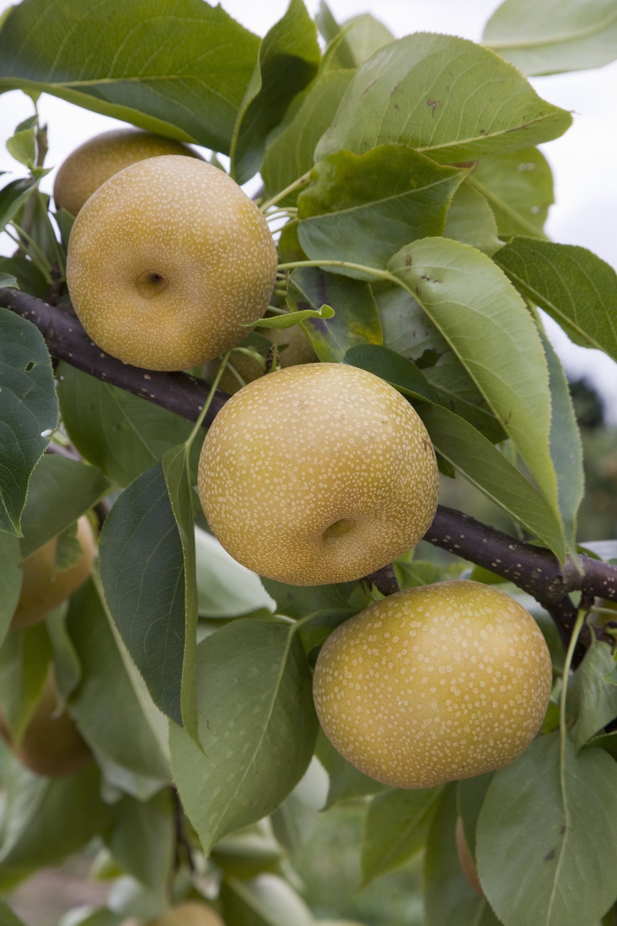 best of Varities Asian pear